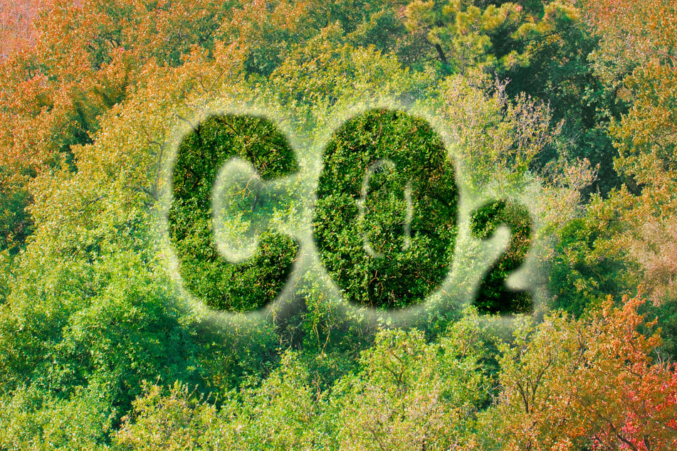 Planting more trees reduce the amount of CO2 - concept image with Co2 text against woodland